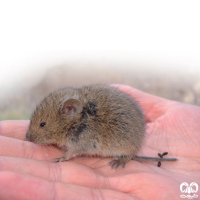 گونه ول برفی European Snow Vole